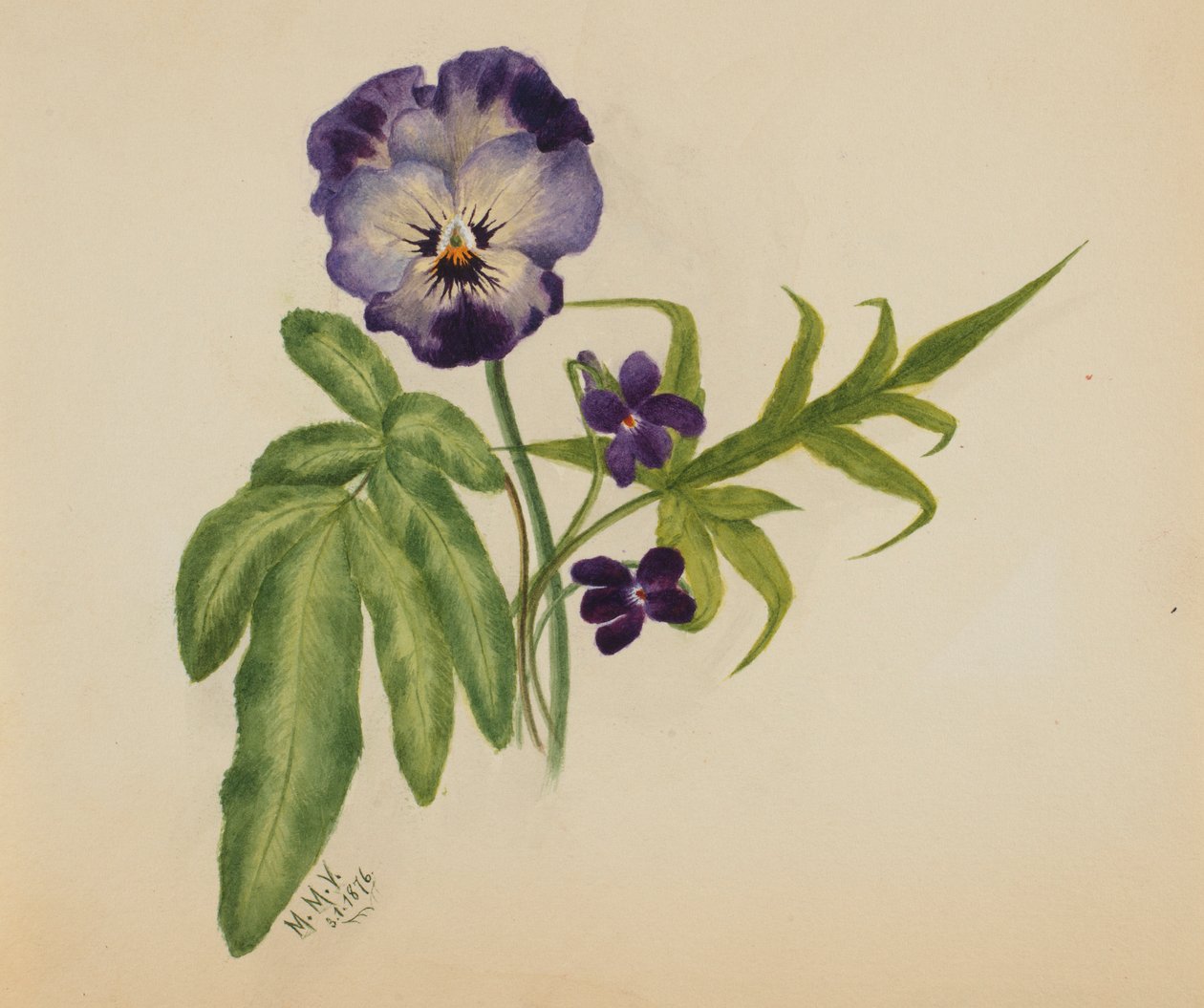 Sem título (Pansy) de Mary Vaux Walcott