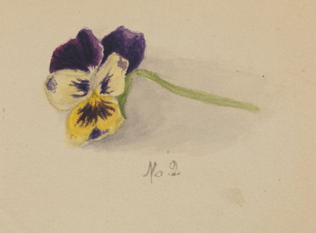 Sem título (Pansy) de Mary Vaux Walcott