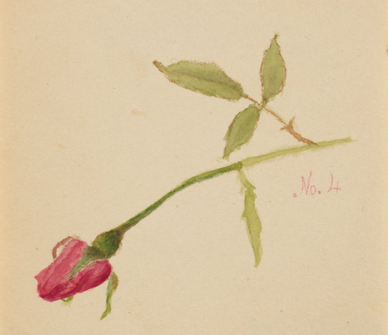 Sem título (Rosa) de Mary Vaux Walcott