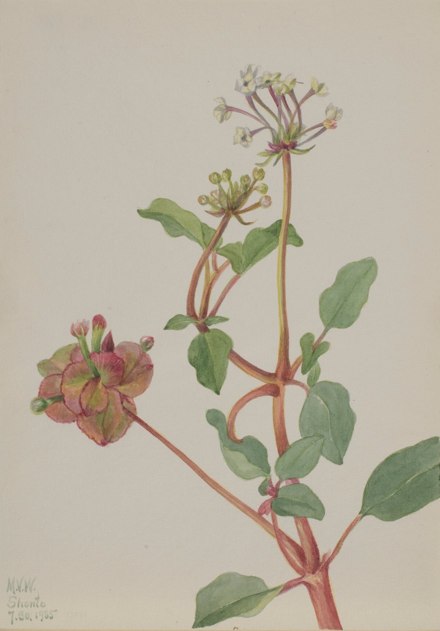 Sem título (Tripterocalyx pedunculatus) de Mary Vaux Walcott