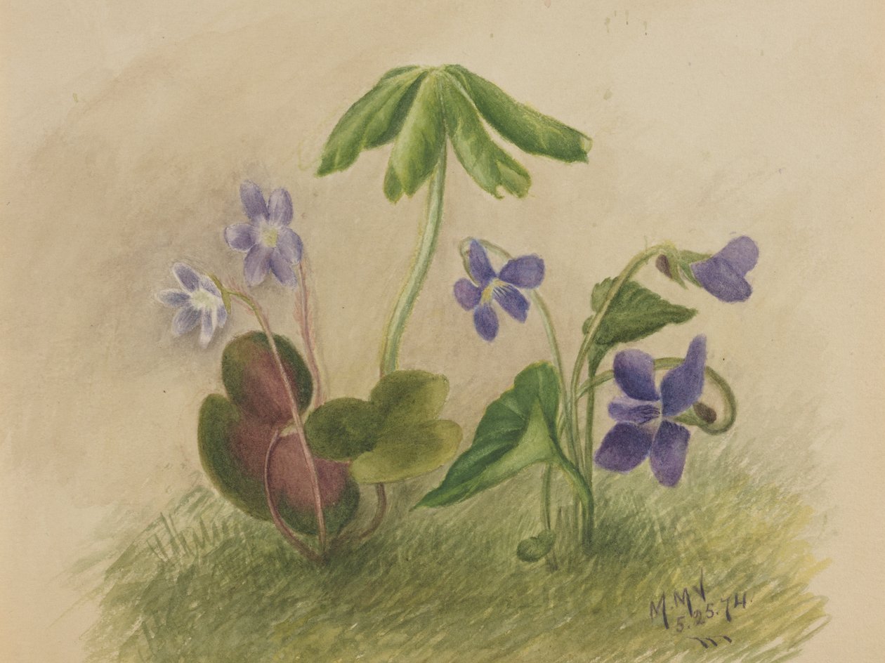 Sem título, 1874. de Mary Vaux Walcott