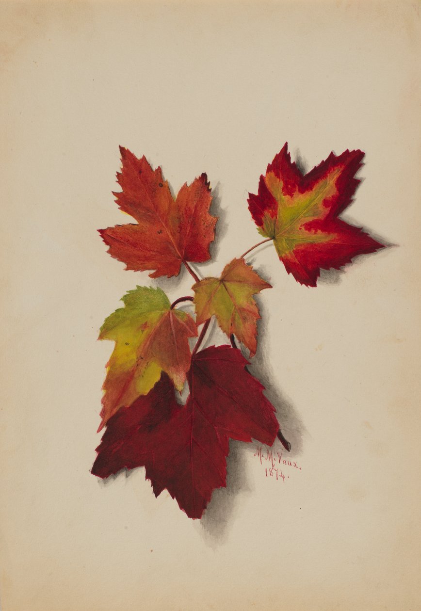 Folhas de Outono sem título, 1874. de Mary Vaux Walcott