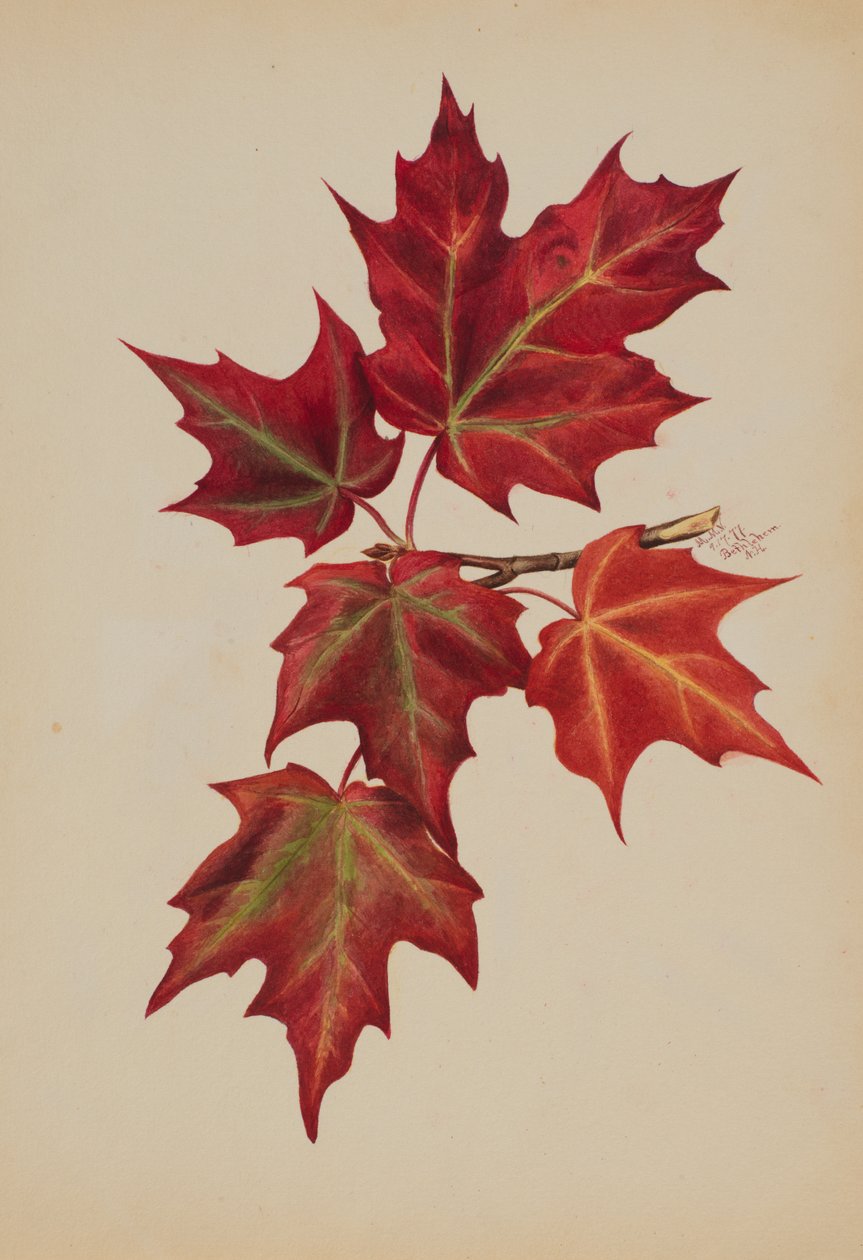 Folhas de Outono sem título, 1877. de Mary Vaux Walcott