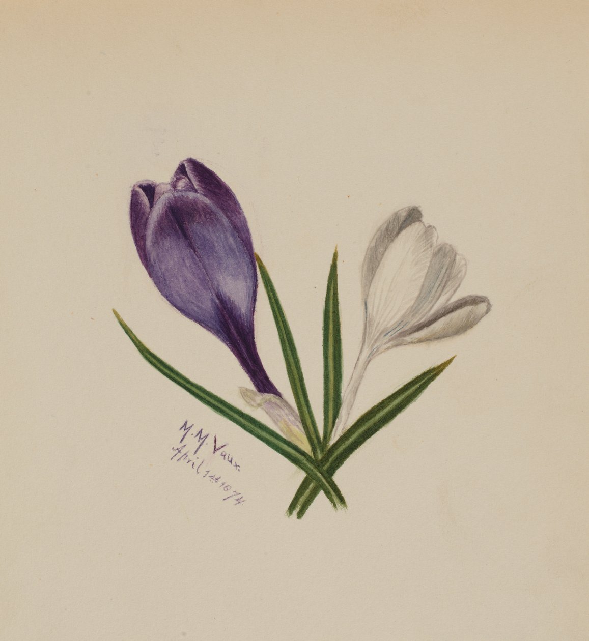 Sem título Crocus, 1874. de Mary Vaux Walcott