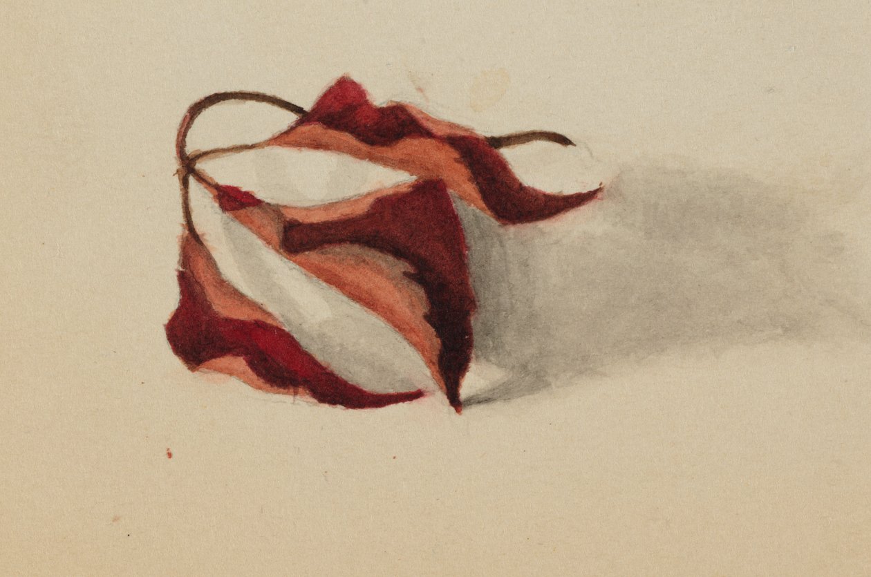 Folhas de Outono sem título Curled Autumn Leaves, 1872. de Mary Vaux Walcott