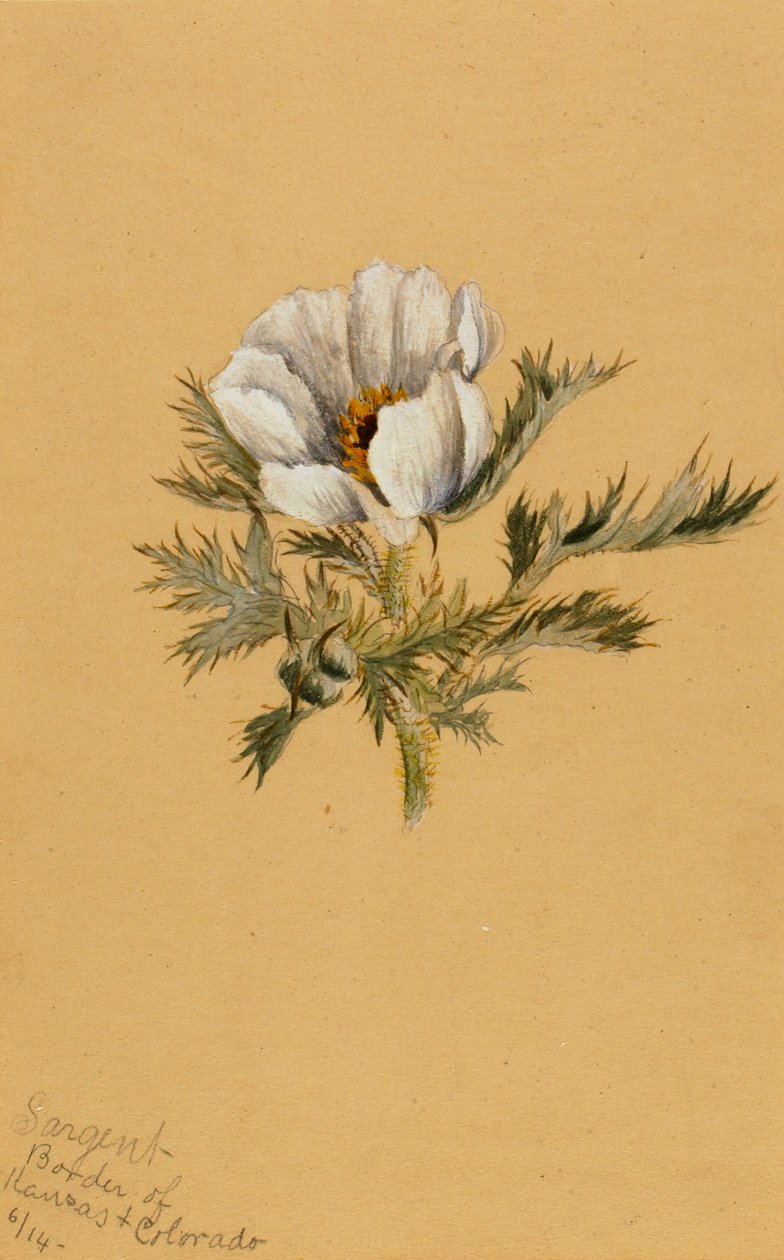 Untitled Flower Study, 1883. de Mary Vaux Walcott