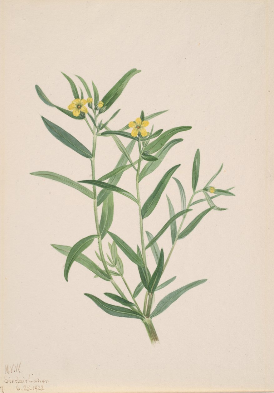 Estudo de flores sem título, 1923. de Mary Vaux Walcott