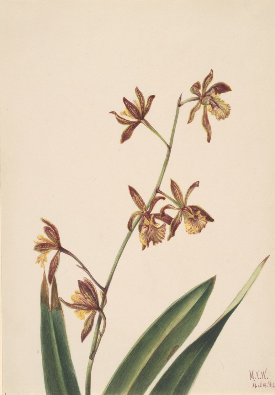 Estudo de flores sem título, 1924. de Mary Vaux Walcott