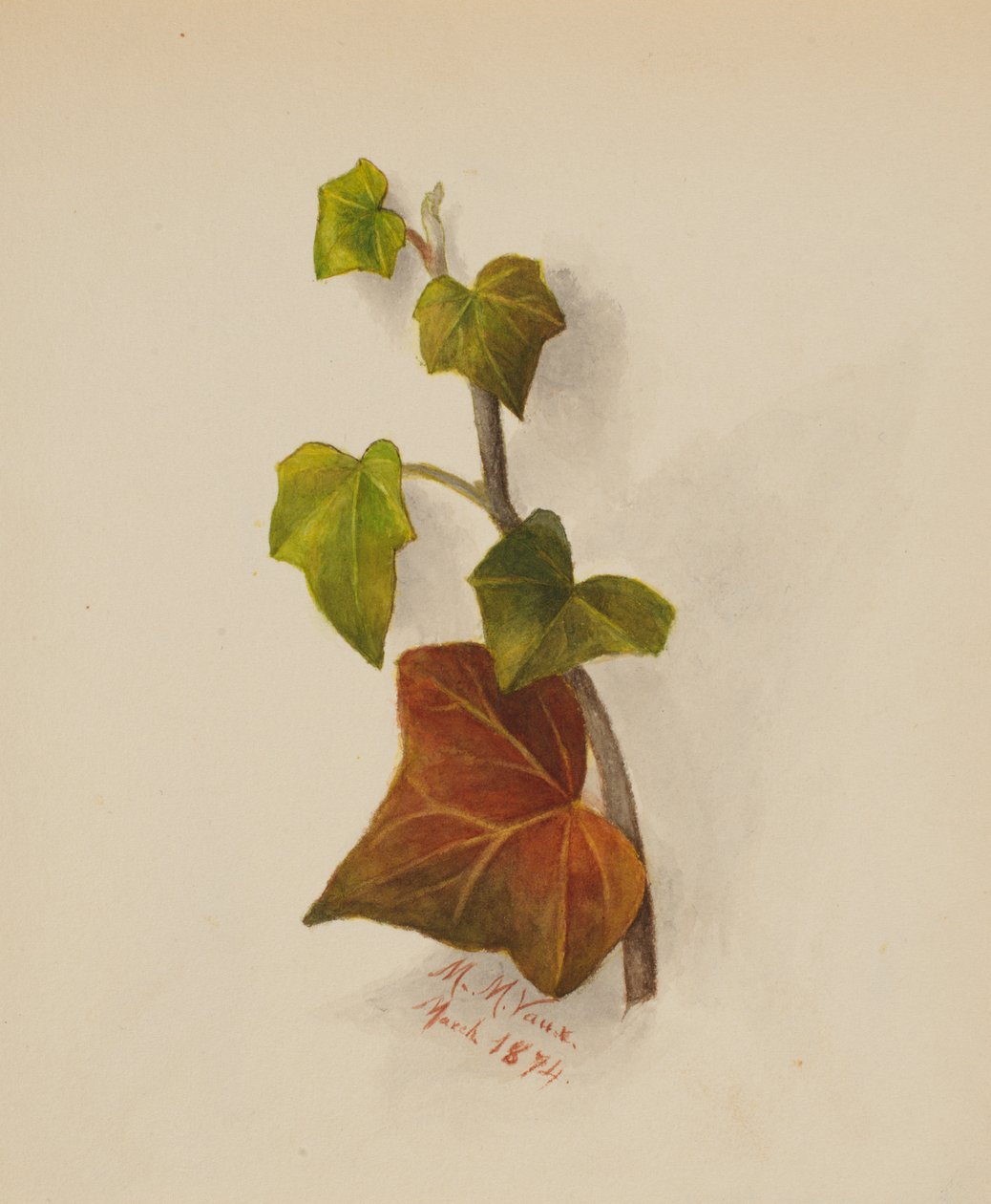 Untitled Ivy, 1874. de Mary Vaux Walcott