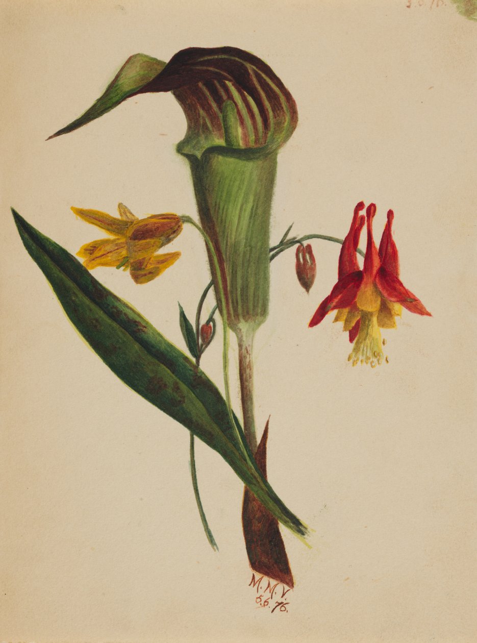 Sem título Jack in the Pulpit, 1876. de Mary Vaux Walcott