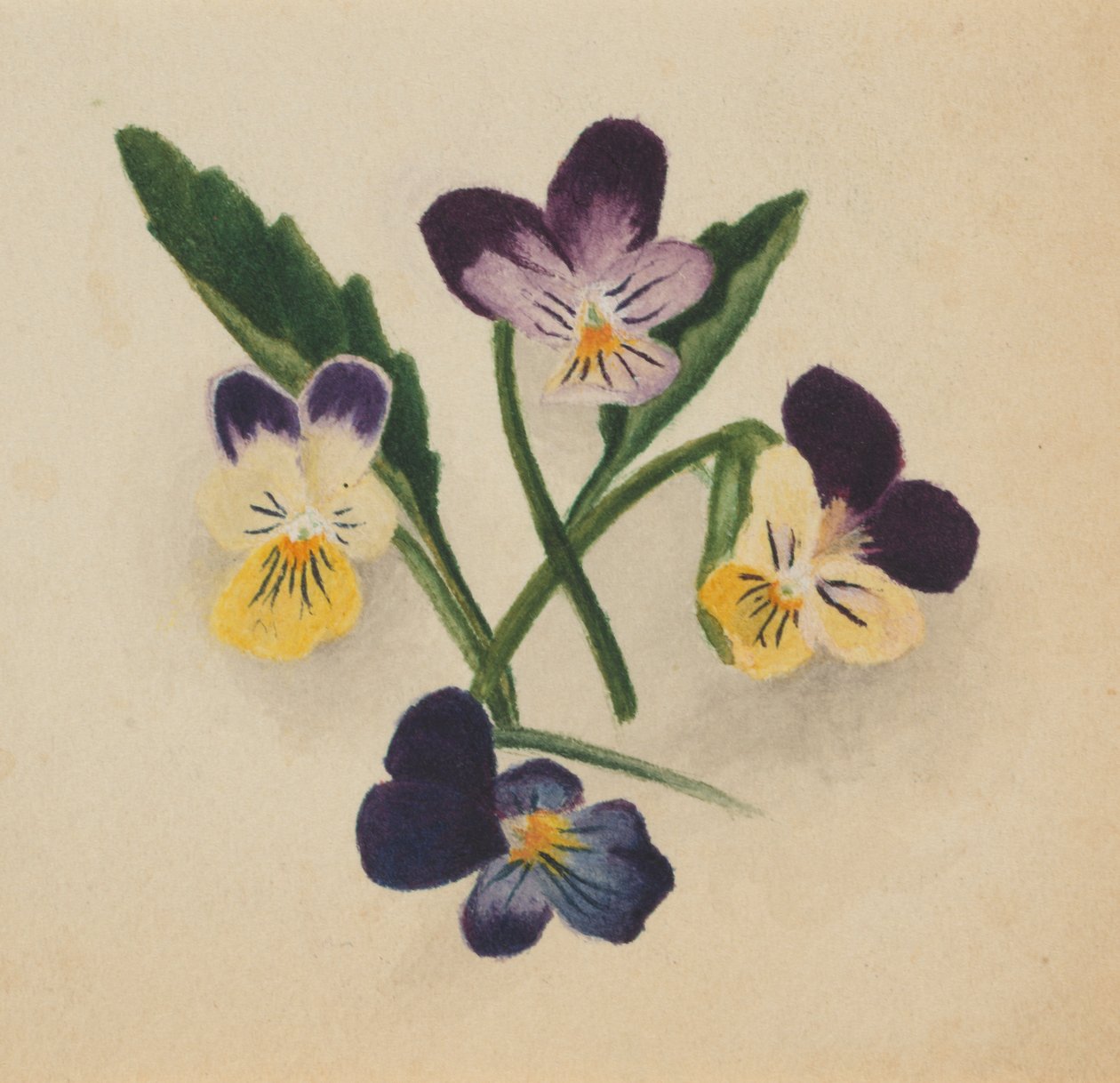 Untitled Pansies, 1874. de Mary Vaux Walcott