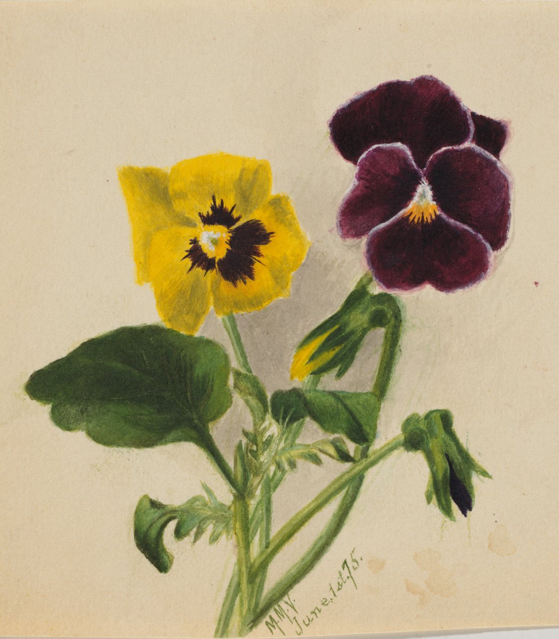 Untitled Pansies, 1875. de Mary Vaux Walcott