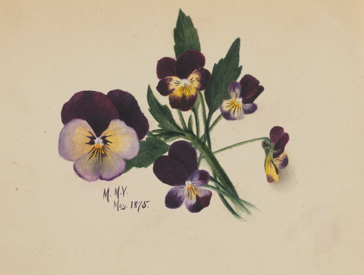 Untitled Pansies, 1875. de Mary Vaux Walcott