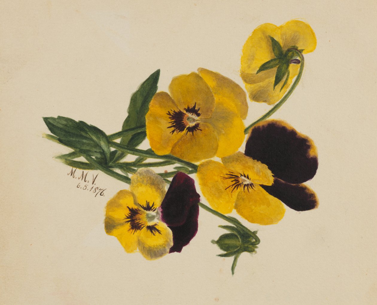 Untitled Pansies, 1876. de Mary Vaux Walcott