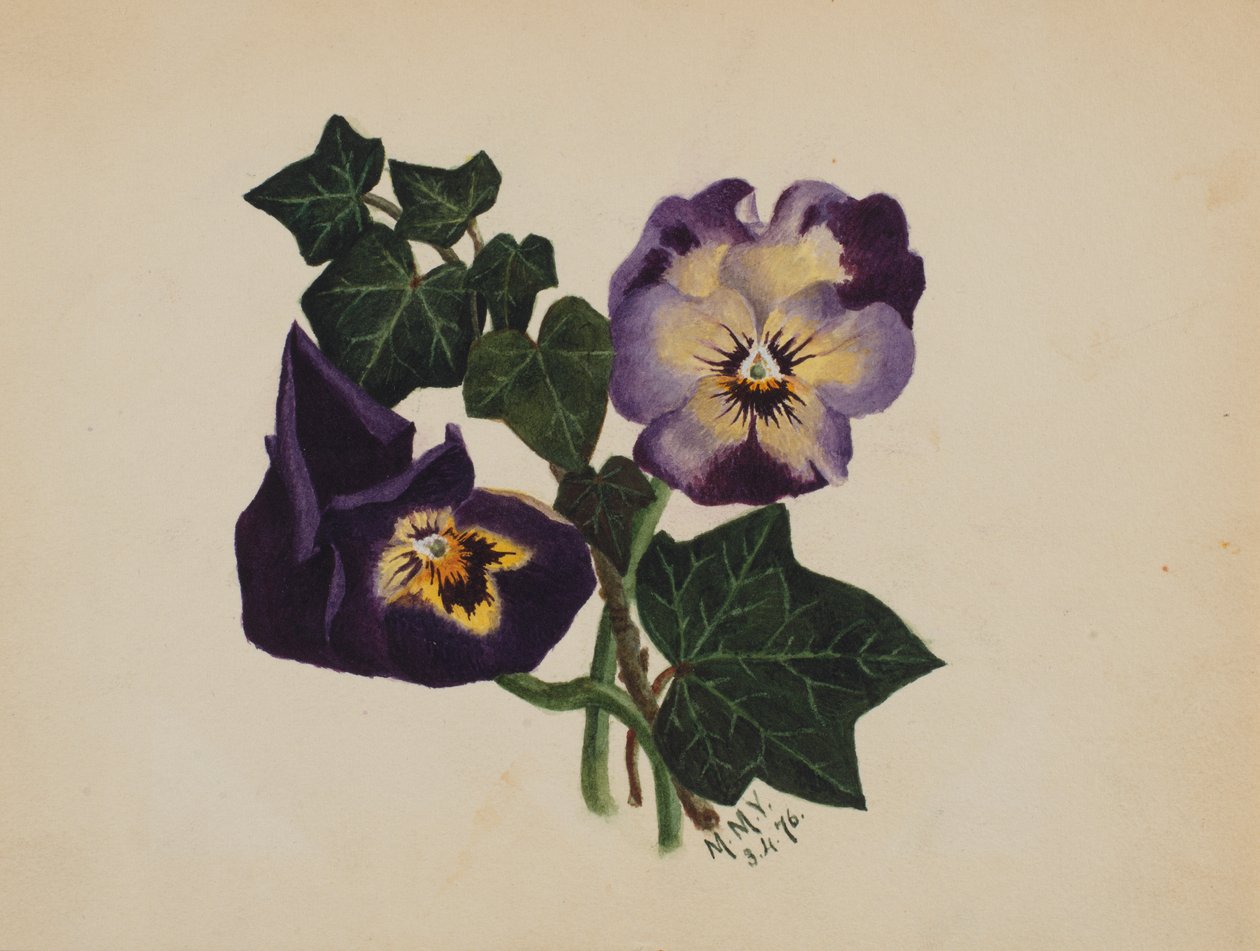 Amores-perfeitos sem título e Ivy, 1876. de Mary Vaux Walcott