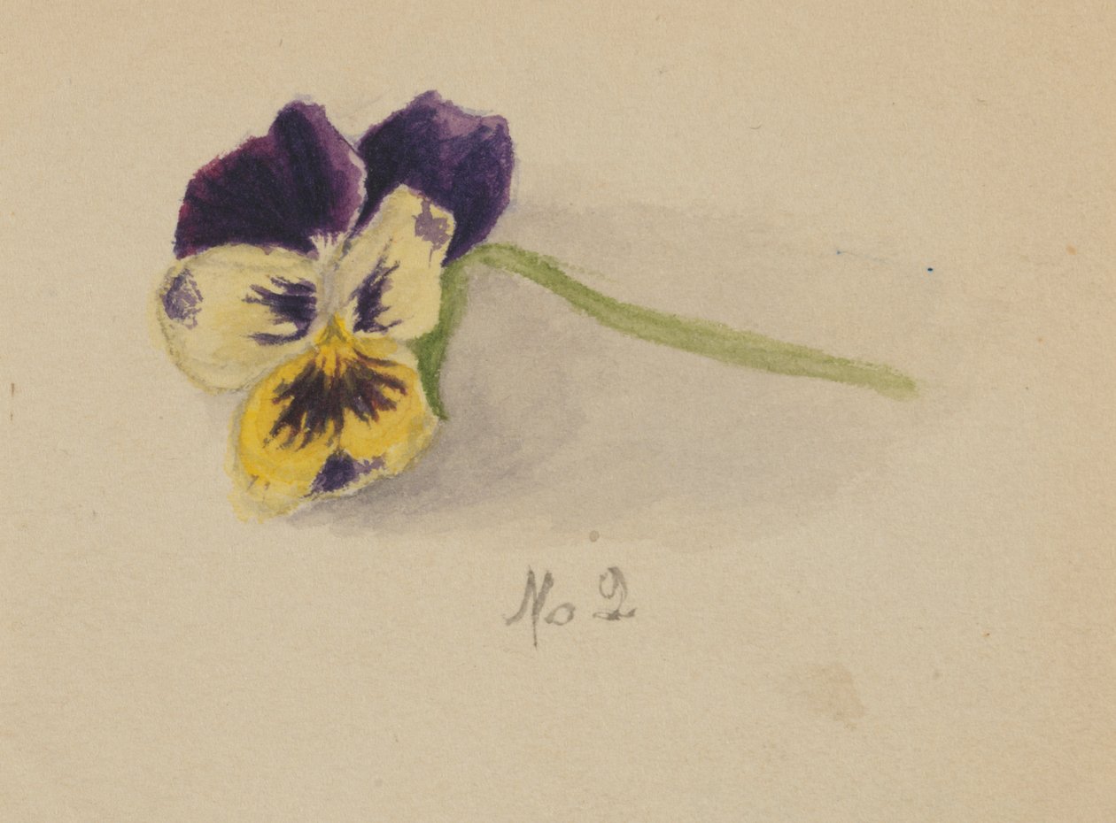 Sem título Pansy, 1872. de Mary Vaux Walcott
