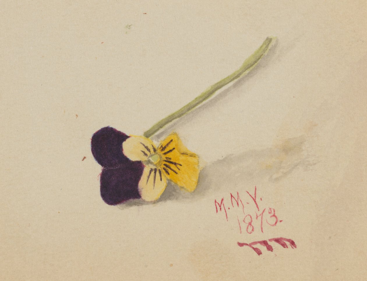 Sem título Pansy, 1873. de Mary Vaux Walcott