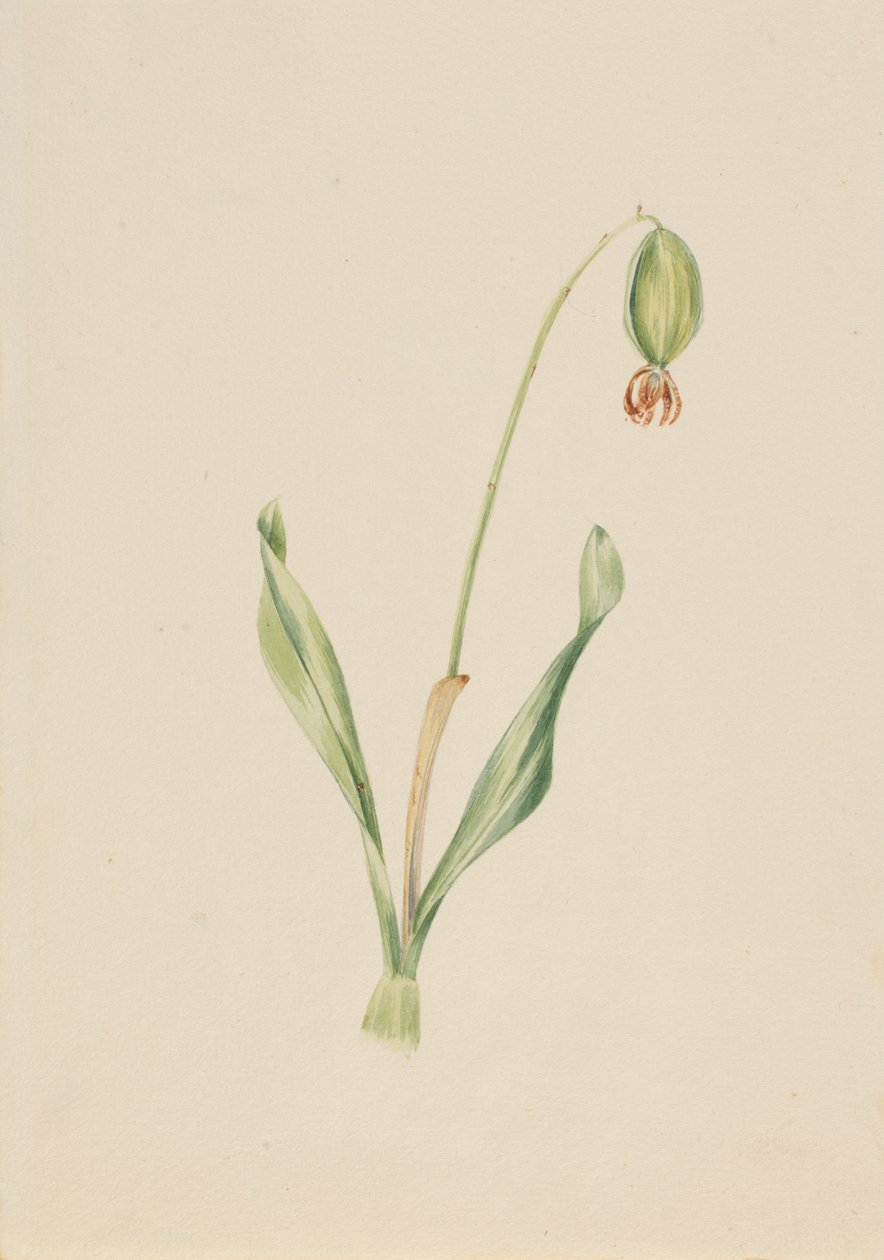 Untitled Plant Study, ca. início da década de 1930. de Mary Vaux Walcott