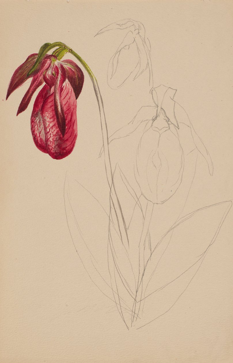 Esboço Inacabado Sem Título, s.d. de Mary Vaux Walcott