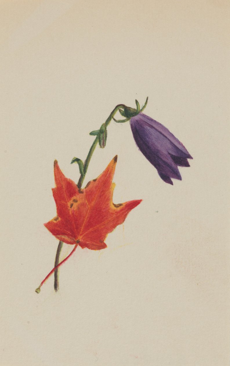 Sem título, ca. 1876. de Mary Vaux Walcott