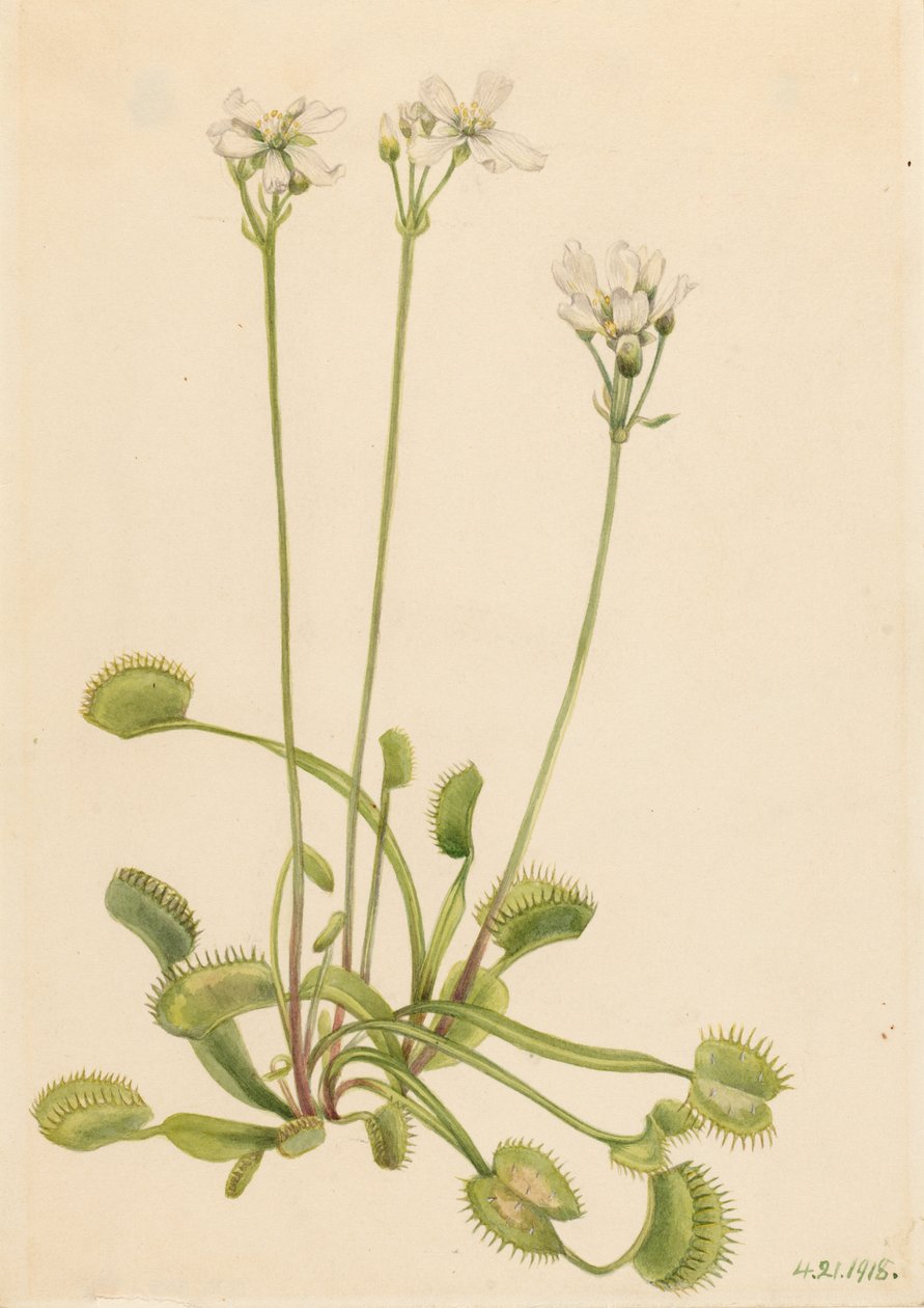 Dionaea muscipula (Dionaea muscipula) de Mary Vaux Walcott
