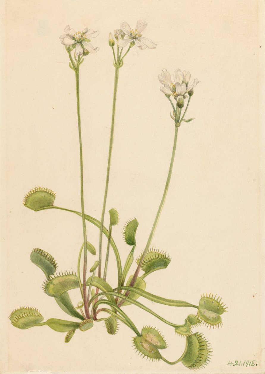 Venus Flytrap Dionaea muscipula, 1918. de Mary Vaux Walcott