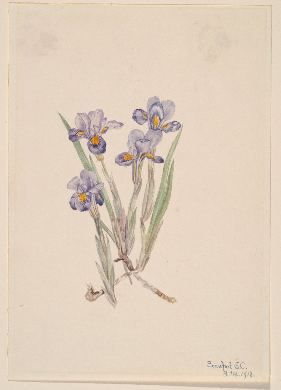 Íris Vernal (Iris verna) de Mary Vaux Walcott