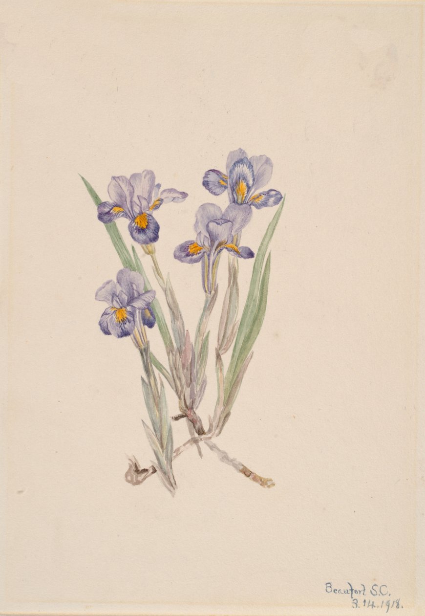 Vernal Iris Iris verna, 1918. de Mary Vaux Walcott