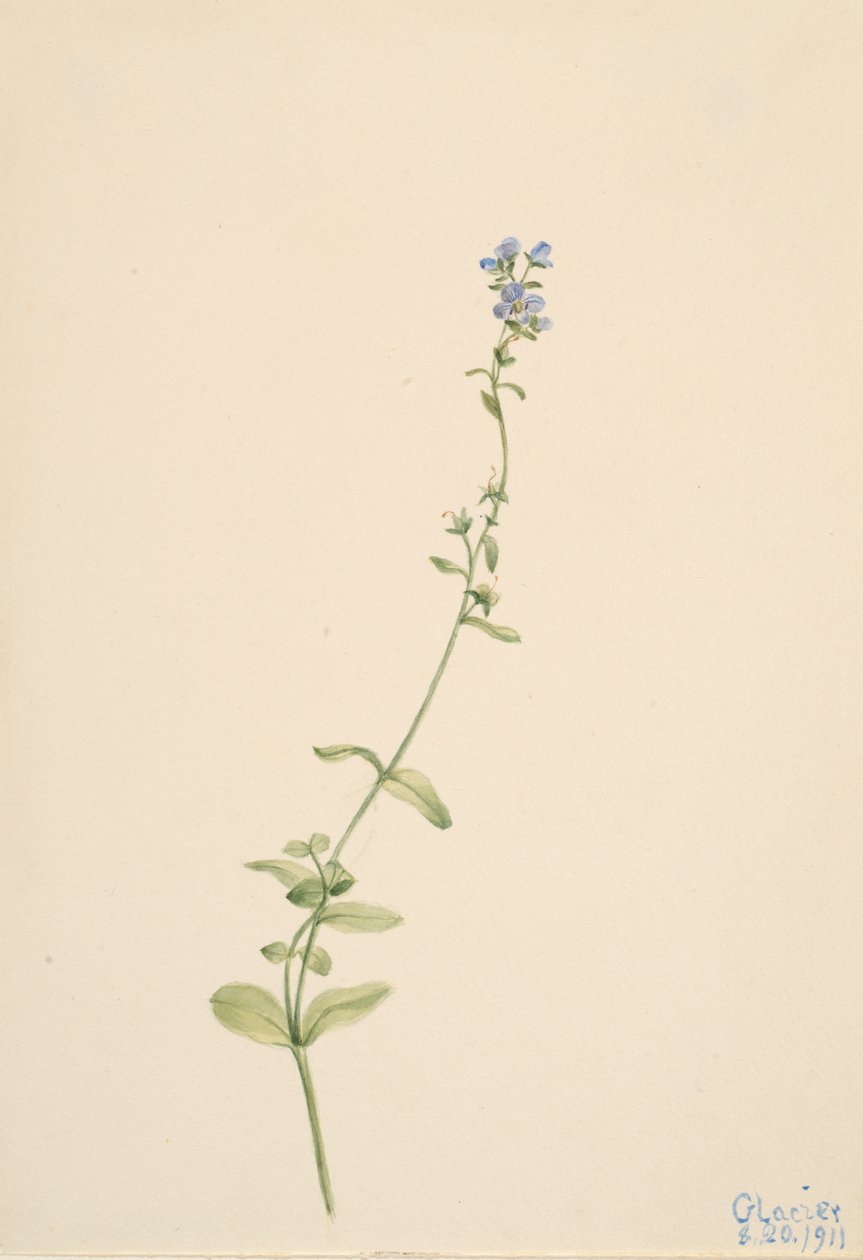 Veronica serpyllifolia, 1911. de Mary Vaux Walcott