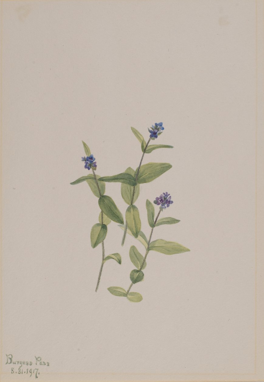 Verónica wormskjoldii de Mary Vaux Walcott