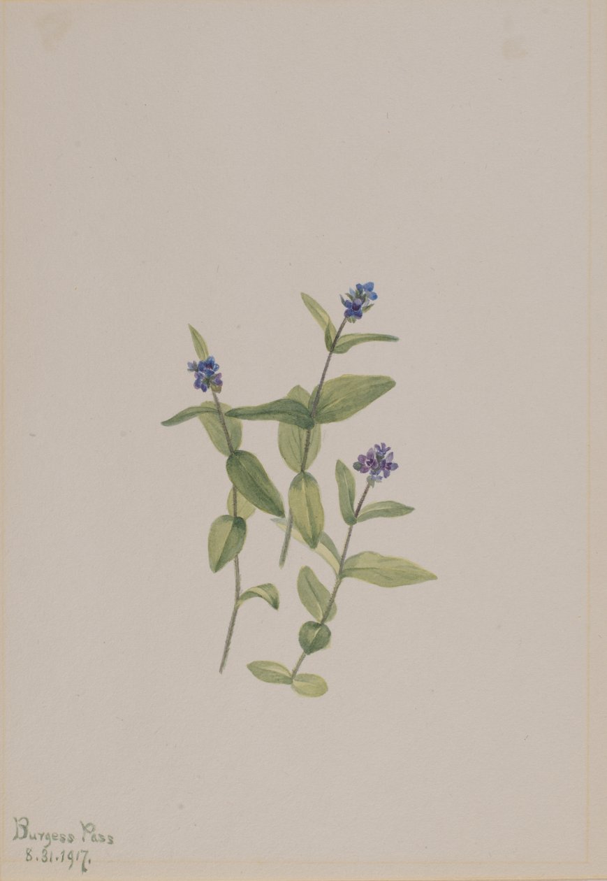 Veronica wormskjoldii, 1917. de Mary Vaux Walcott