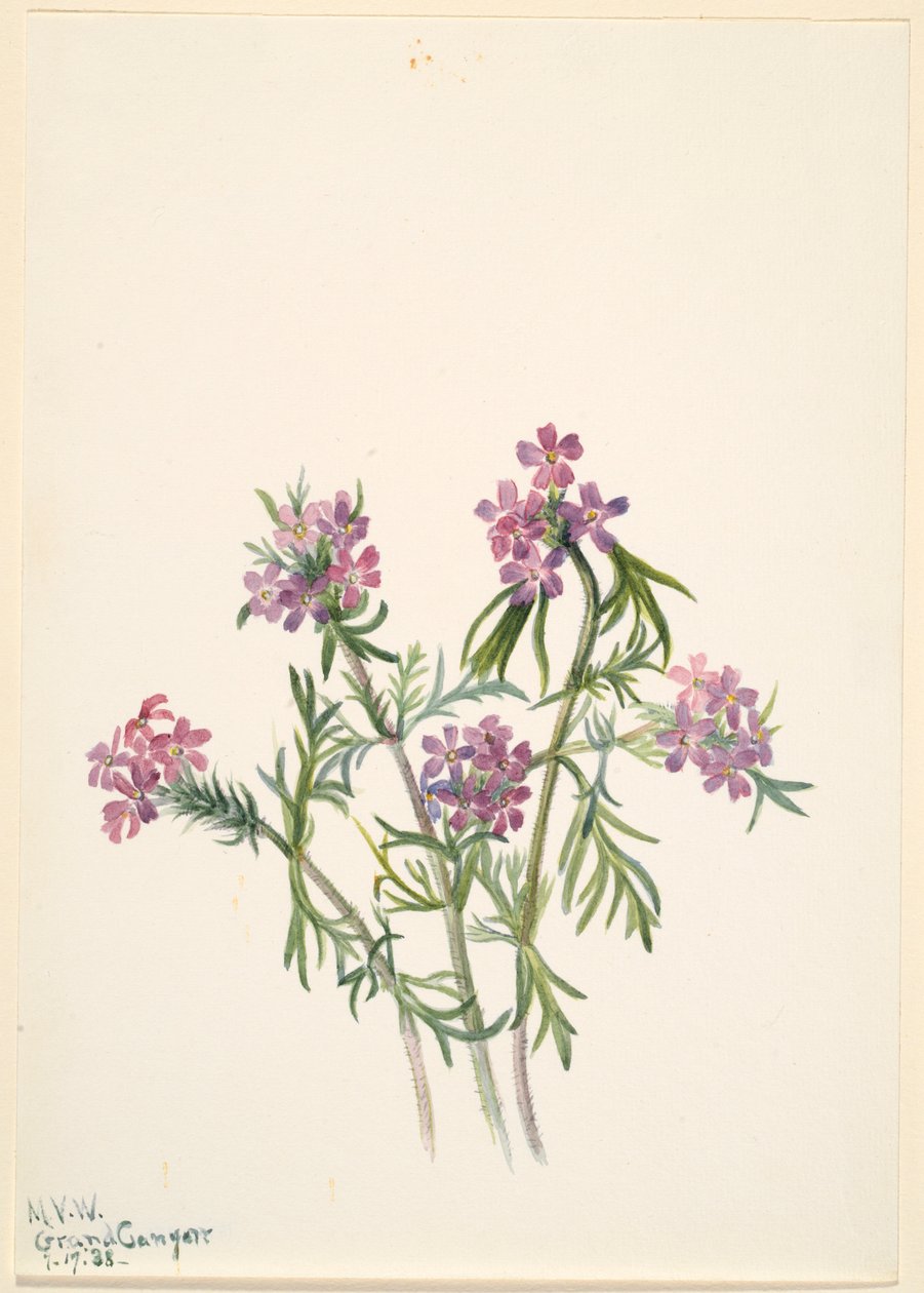 Verbasco (Verbena wrightii) de Mary Vaux Walcott