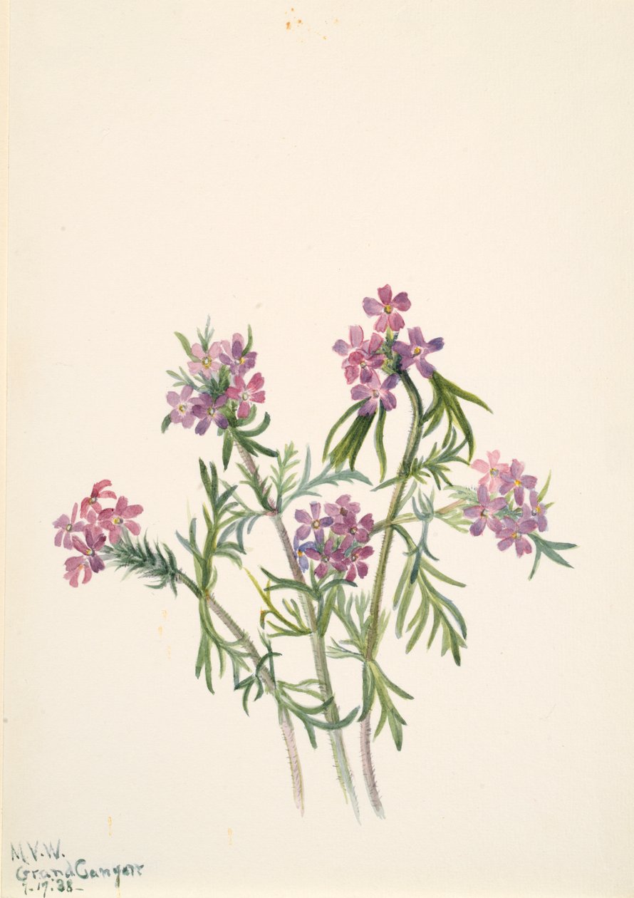 Vervain Verbena wrightii, 1938. de Mary Vaux Walcott