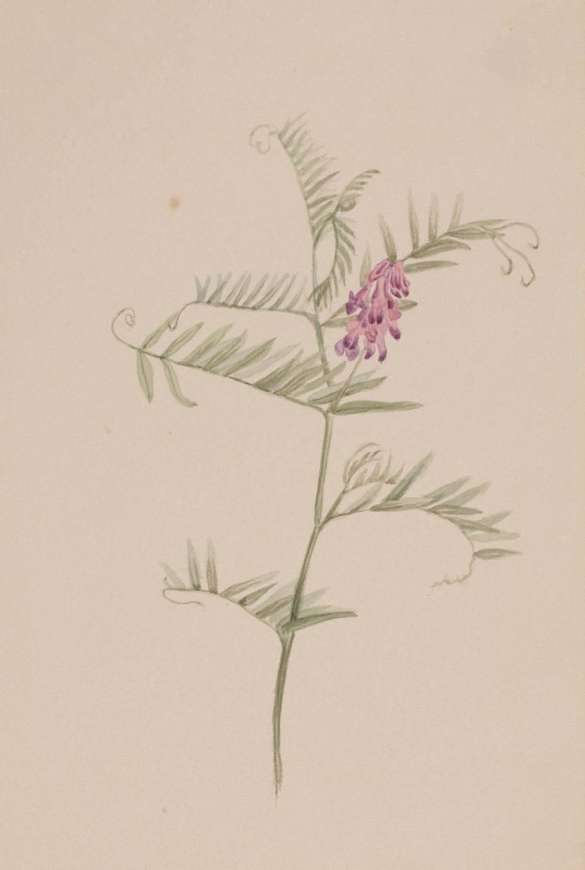 Vicia americana de Mary Vaux Walcott