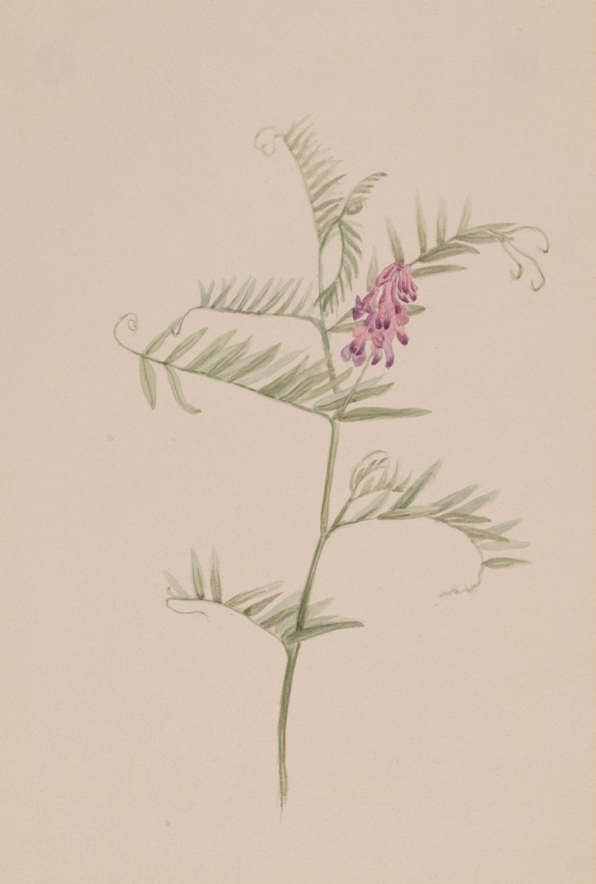 ervilhaca americana, ca. 1917-1918. de Mary Vaux Walcott