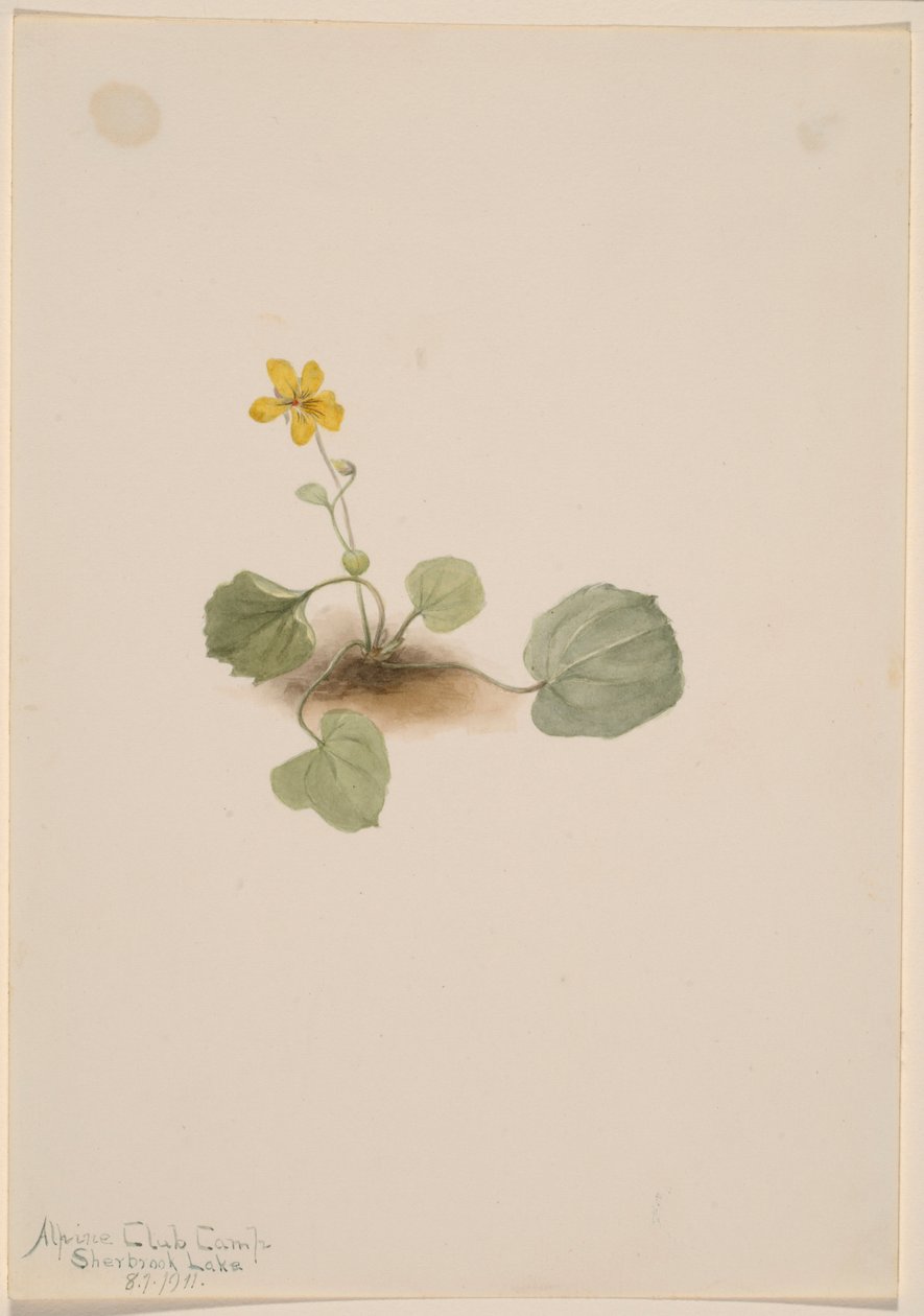 Viola orbiculata de Mary Vaux Walcott