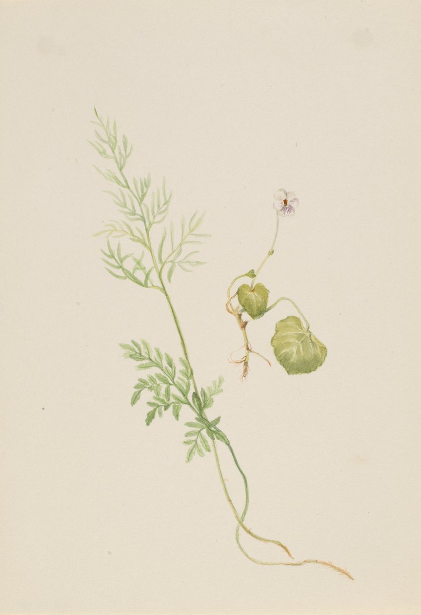 Viola palustris de Mary Vaux Walcott