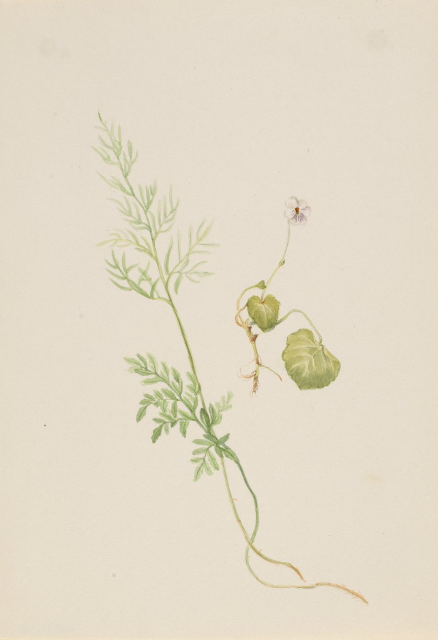 Viola palustris, ca. 1917-1918. de Mary Vaux Walcott