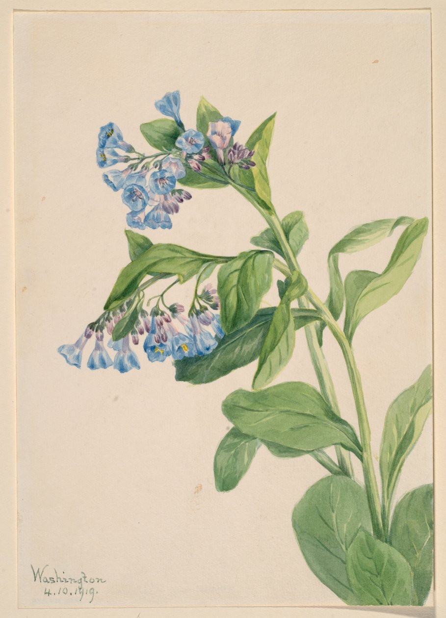 Campainhas da Virgínia (Mertensia virginica) de Mary Vaux Walcott