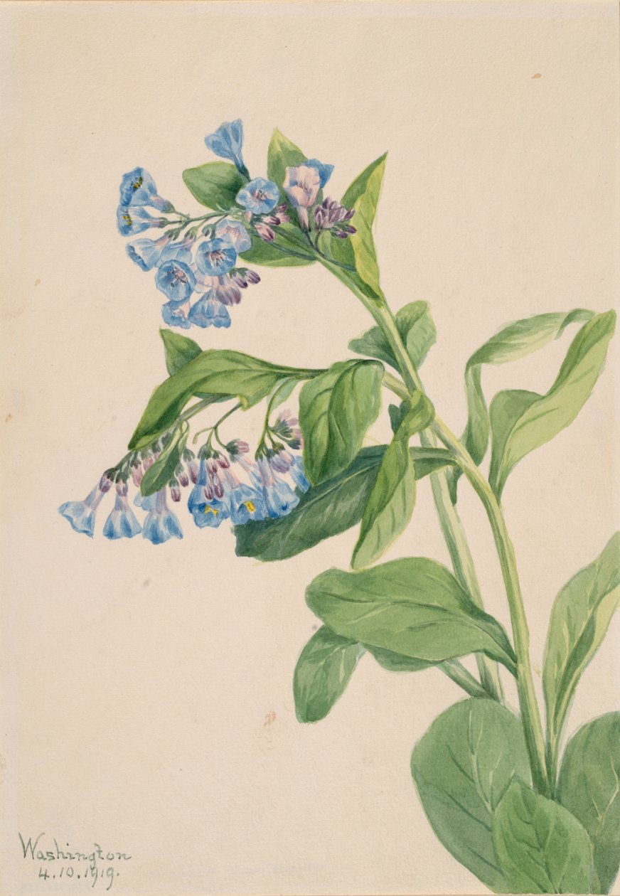 Virginia Bluebells Mertensia virginica, 1919. de Mary Vaux Walcott