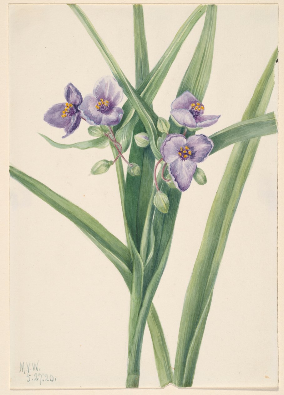 Erva-aranha-da-virgínia (Tradescantia virginiana) de Mary Vaux Walcott