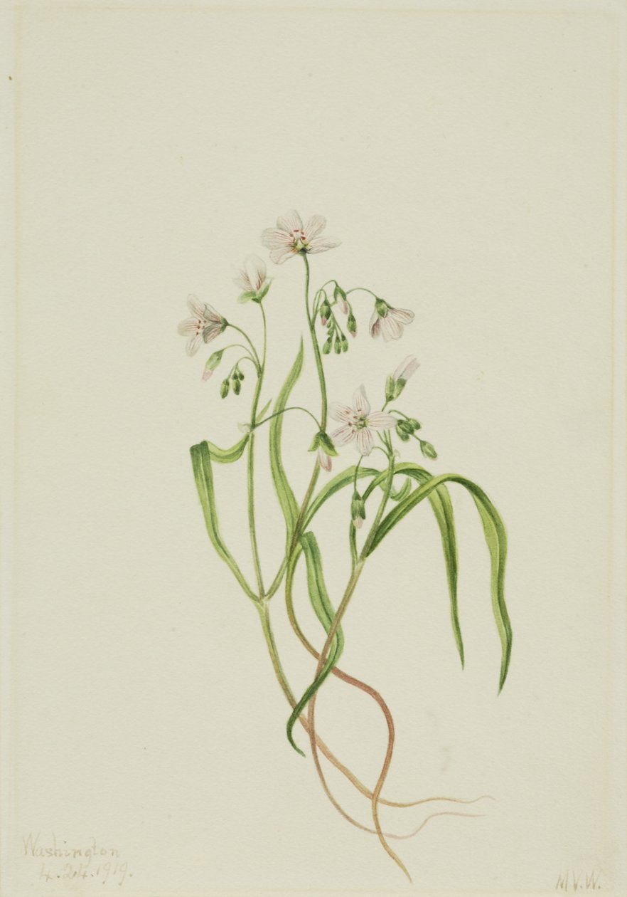 Planta da Virgínia (Claytonia virginica) de Mary Vaux Walcott