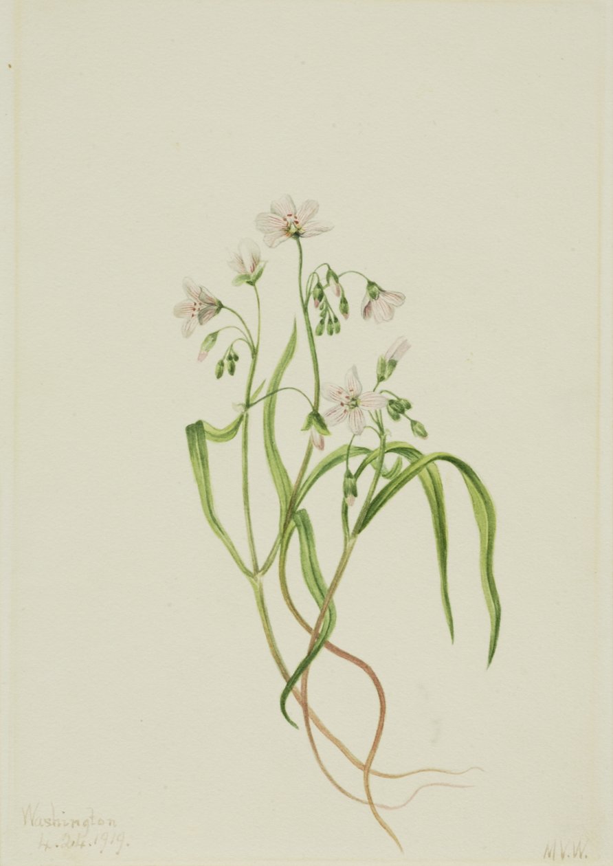 Virginia Springbeauty Claytonia virginica, 1919. de Mary Vaux Walcott
