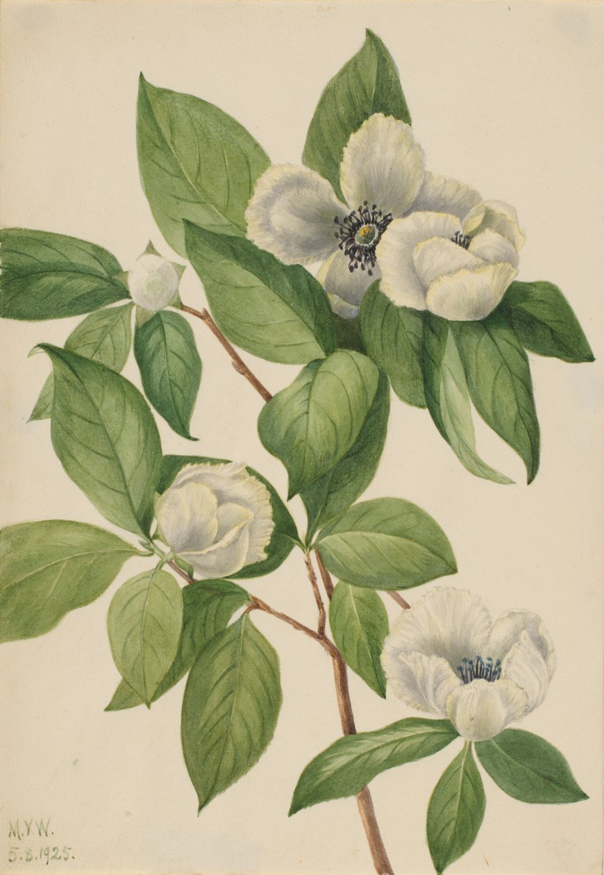 Virginia Stewartia Stewartia malachodendron, 1925. de Mary Vaux Walcott
