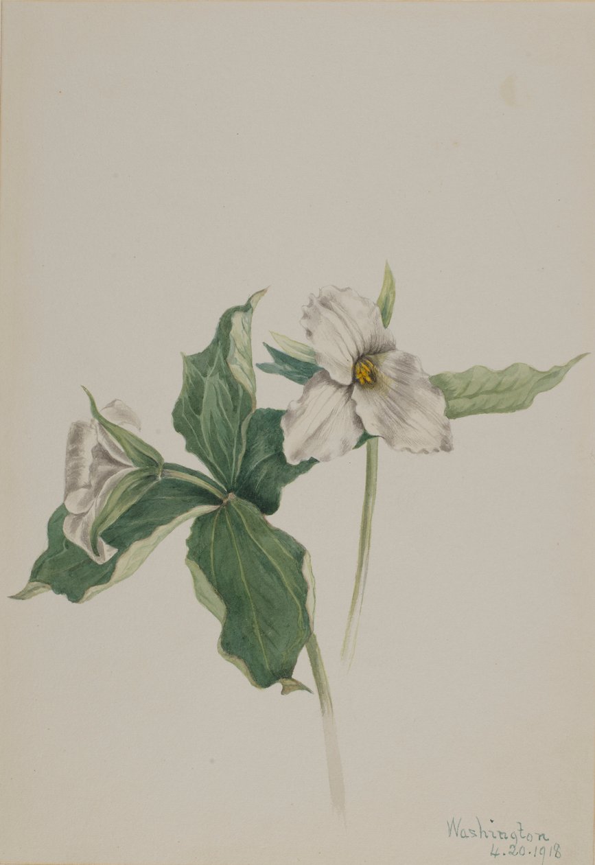 Trillium grandiflorum (Trillium grandiflorum) de Mary Vaux Walcott