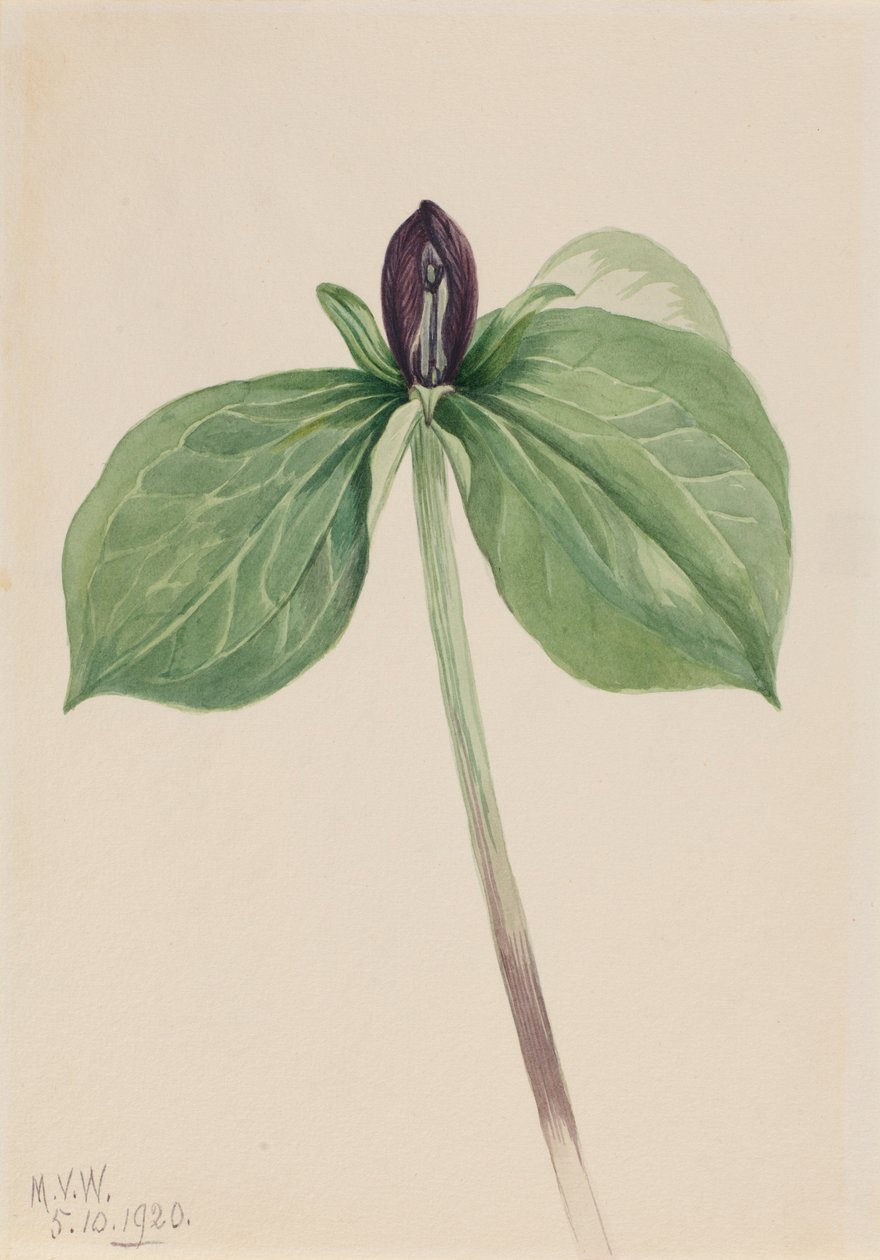 Trillium sessile (Trillium sessile) de Mary Vaux Walcott