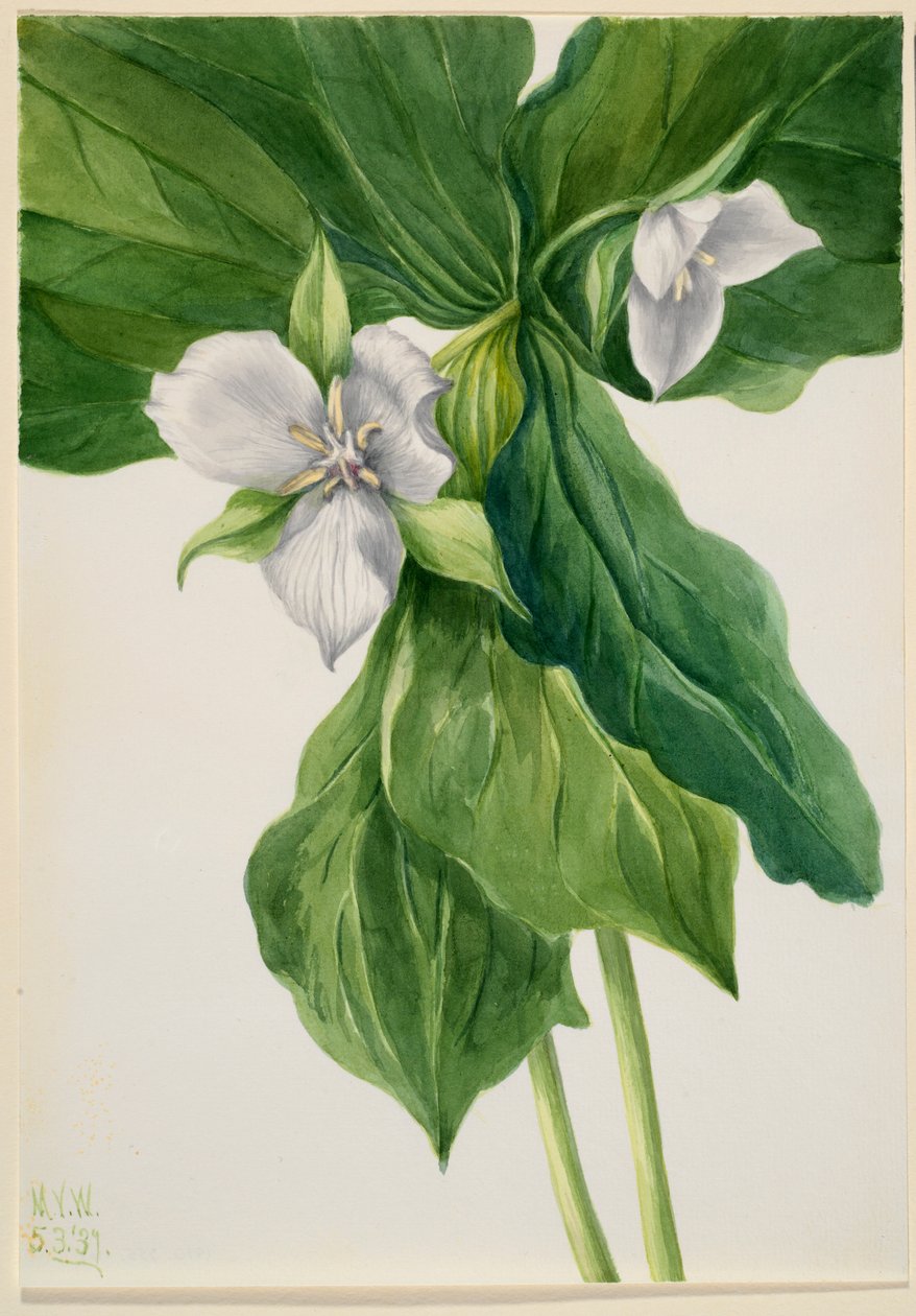 Pisco-de-peito-ruivo (símile do Trillium) de Mary Vaux Walcott