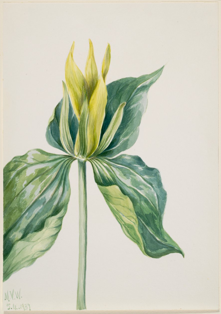 Trillium (Trillium underwoodii) de Mary Vaux Walcott