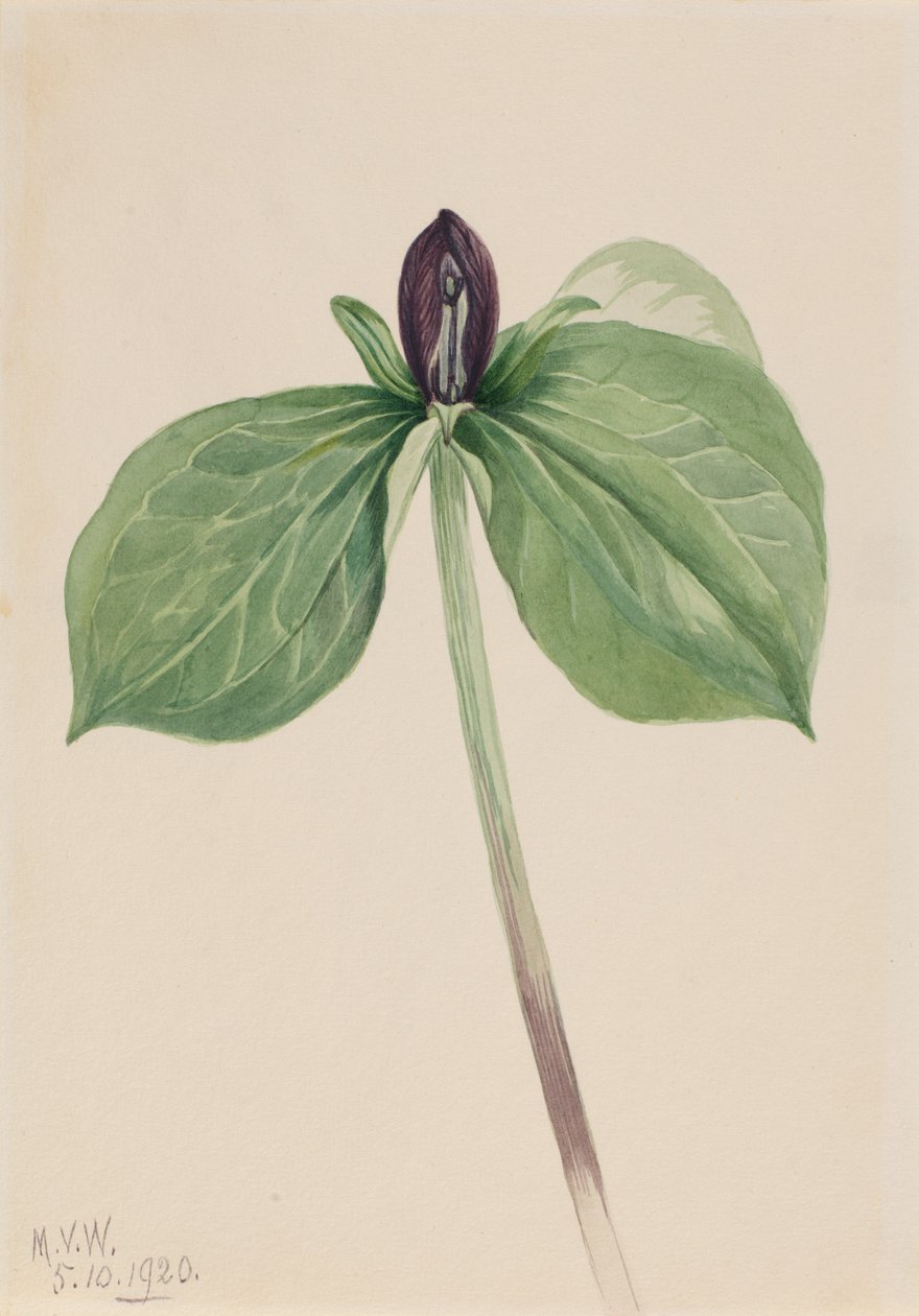 Wake-Robin Trillium sessile, 1920. de Mary Vaux Walcott