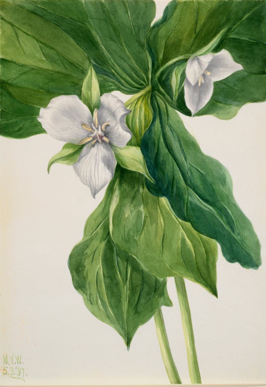 Wake-Robin Trillium símile, 1939. de Mary Vaux Walcott